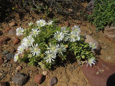 Drosanthemum framesii, photographed by James Deacon