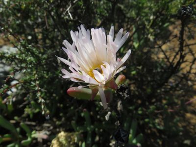 Lampranthus watermeyeri, photographed by James Deacon