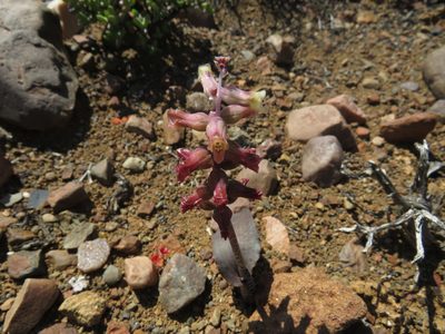 Lachenalia aurioliae, photographed by James Deacon
