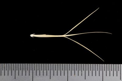 Aristida nitidula, photographed by Kym Nicolson
