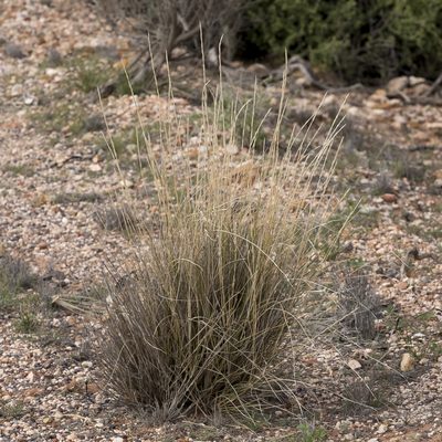 Aristida nitidula, photographed by Kym Nicolson