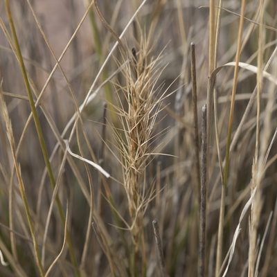 Aristida nitidula, photographed by Kym Nicolson