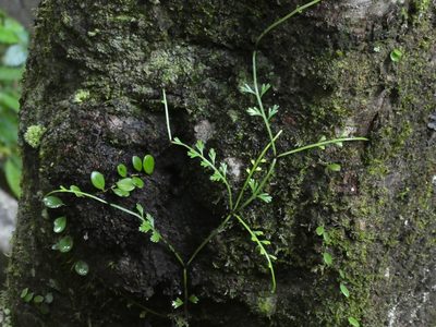 Asplenium prolongatum, photographed by Aaron Liston