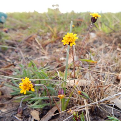Tridax coronopifolia, photographed by Carlos Martorell
