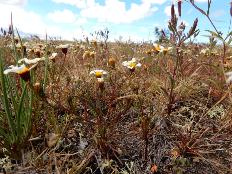 Thymophylla aurantiaca, photographed by Carlos Martorell