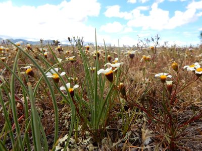 Thymophylla aurantiaca, photographed by Carlos Martorell