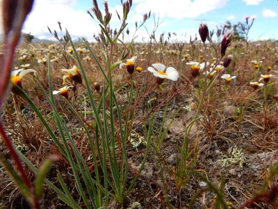 Thymophylla aurantiaca, photographed by Carlos Martorell