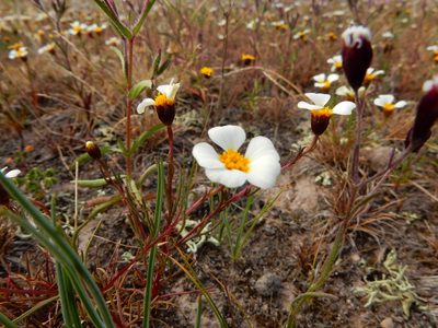 Thymophylla aurantiaca, photographed by Carlos Martorell