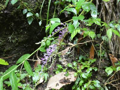 Buddleja lindleyana, photographed by Aaron Liston