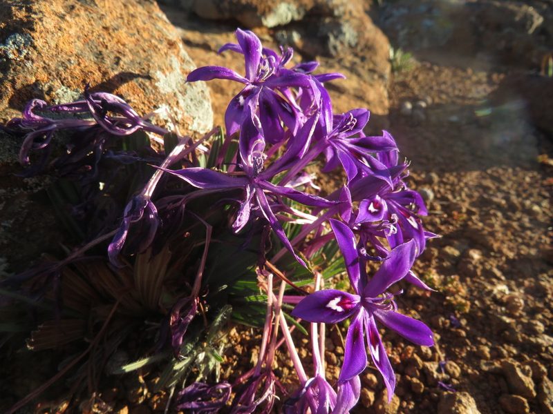 Babiana praemorsa, photographed by James Deacon