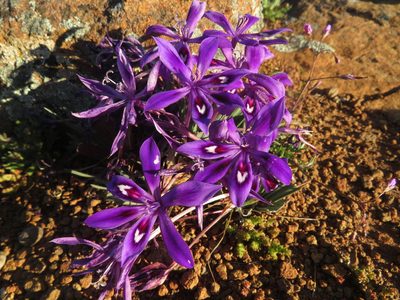 Babiana praemorsa, photographed by James Deacon