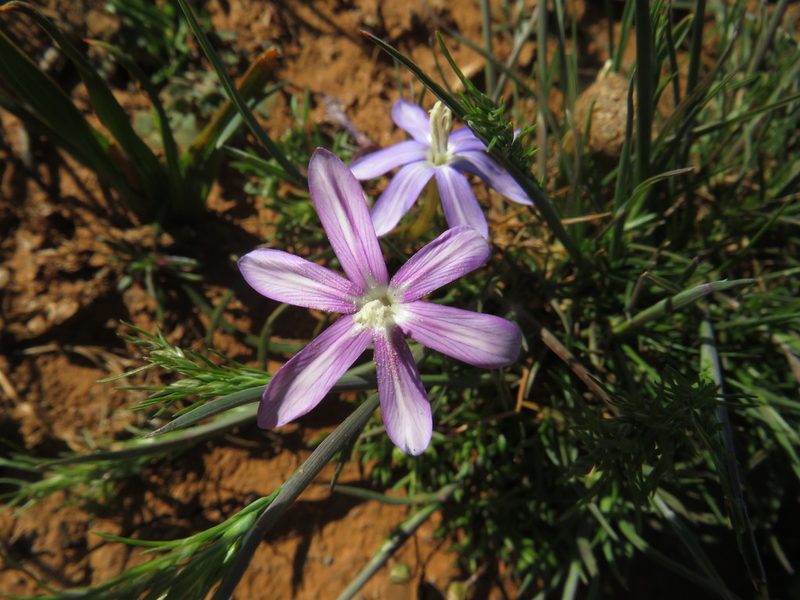 Romulea hantamensis, photographed by James Deacon