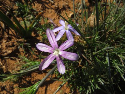 Romulea hantamensis, photographed by James Deacon