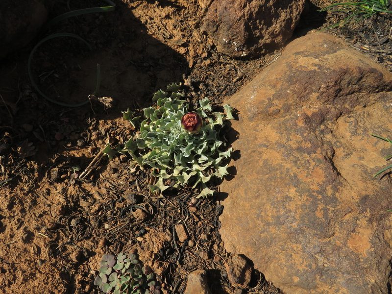 Arctotis diffusa, photographed by James Deacon