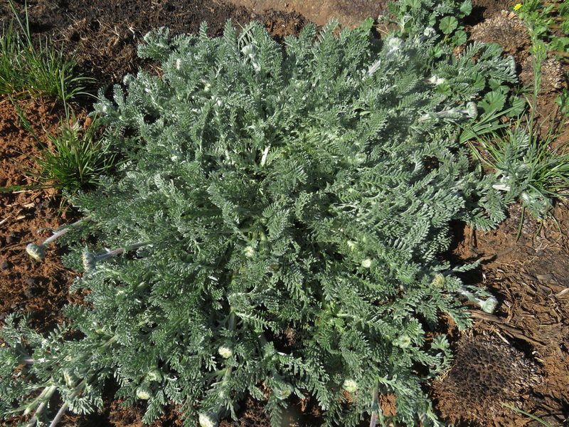 Lasiospermum poterioides, photographed by James Deacon
