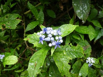 Hydrangea febrifuga, photographed by Aaron Liston