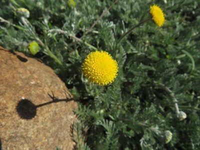 Lasiospermum poterioides, photographed by James Deacon