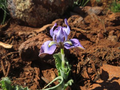 Moraea ciliata, photographed by James Deacon