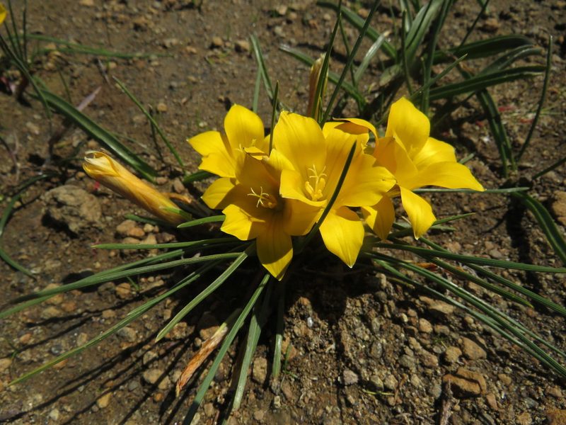 Romulea diversiformis, photographed by James Deacon