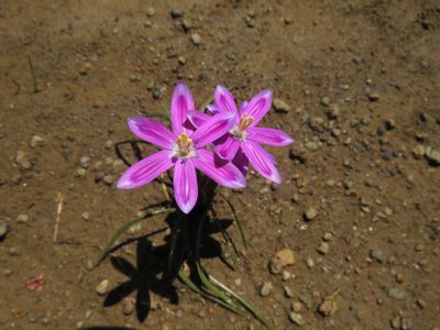 Romulea hantamensis, photographed by James Deacon