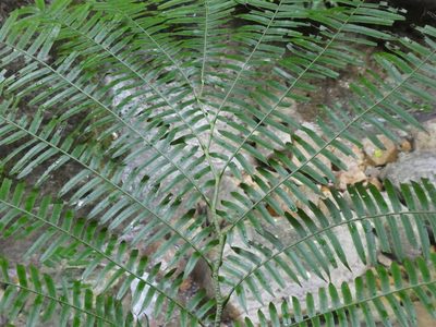 Angiopteris fokiensis, photographed by Aaron Liston