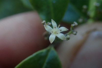 Cassinopsis ilicifolia, photographed by Jimmy Whatmore