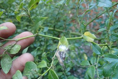 Cassinopsis ilicifolia, photographed by Jimmy Whatmore