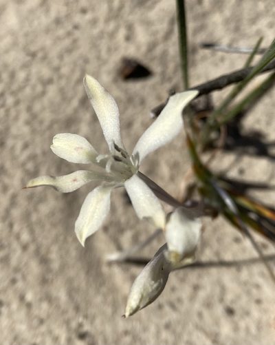 Babiana tubulosa, photographed by Cecile Roux
