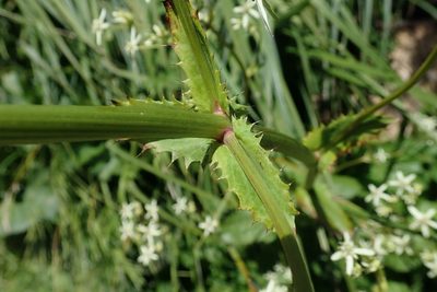 Alepidea cordifolia, photographed by Jimmy Whatmore