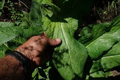 Alepidea cordifolia, photographed by Jimmy Whatmore
