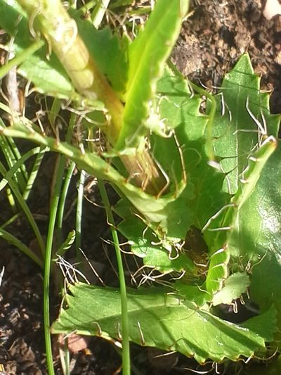 Alepidea setifera, photographed by Jimmy Whatmore