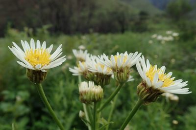 Afroaster comptonii, photographed by Jimmy Whatmore