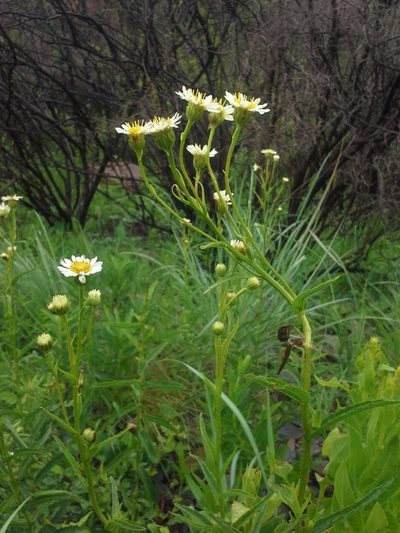 Afroaster comptonii, photographed by Jimmy Whatmore