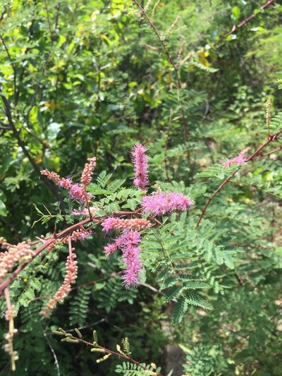 Mimosa distachya, photographed by Enrique Martínez Núñez