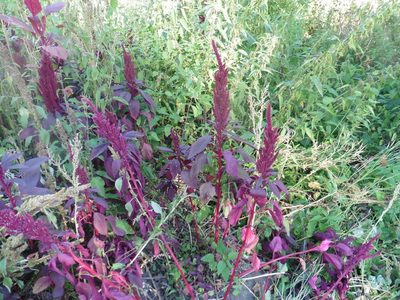 Amaranthus cruentus, photographed by Силаева Татьяна Борисовна