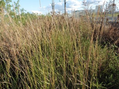 Elymus violaceus, photographed by Силаева Татьяна Борисовна