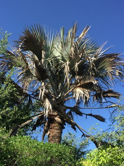 Sabal uresana, photographed by Enrique Martínez Núñez