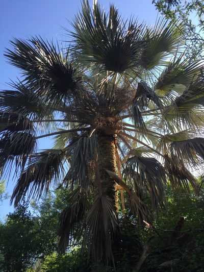 Sabal uresana, photographed by Enrique Martínez Núñez