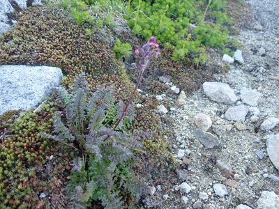 Pedicularis ornithorhynchos, photographed by John Brew
