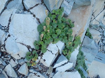 Elmera racemosa, photographed by John Brew