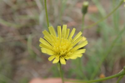 Crepis hypochaeridea, photographed by Jimmy Whatmore