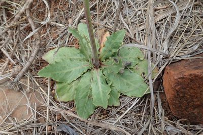 Crepis hypochaeridea, photographed by Jimmy Whatmore