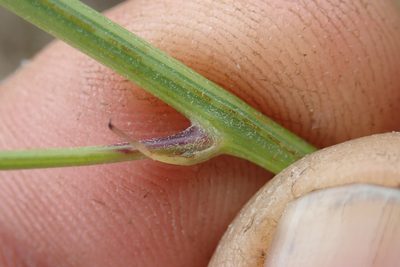 Crepis hypochaeridea, photographed by Jimmy Whatmore