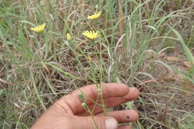 Crepis hypochaeridea, photographed by Jimmy Whatmore