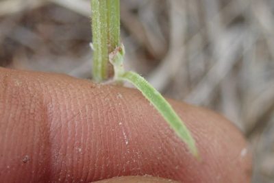 Crepis hypochaeridea, photographed by Jimmy Whatmore