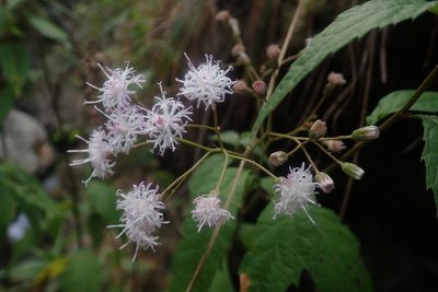 Cyanthillium wollastonii, photographed by Jimmy Whatmore