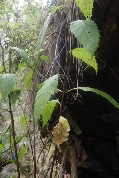 Cyanthillium wollastonii, photographed by Jimmy Whatmore