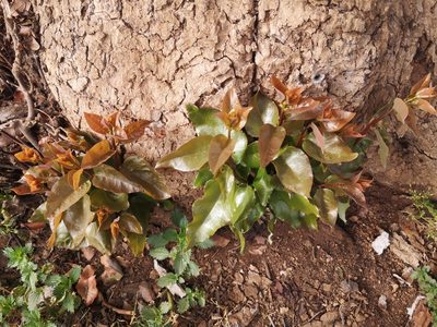 Cryptocarya alba, photographed by Darío De la Fuente