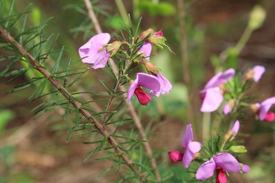 Gompholobium scabrum, photographed by Em Lamond