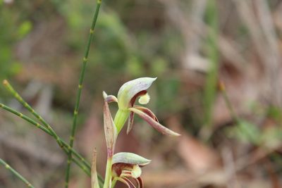 Lyperanthus serratus, photographed by Em Lamond